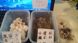 言霊実験２